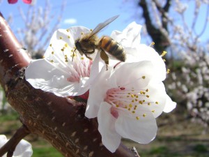 Maison de l'apiculture