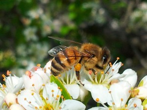 Maison de l'apiculture