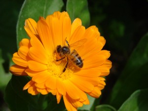 Maison de l'apiculture