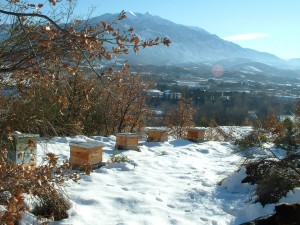 Maison de l'apiculture